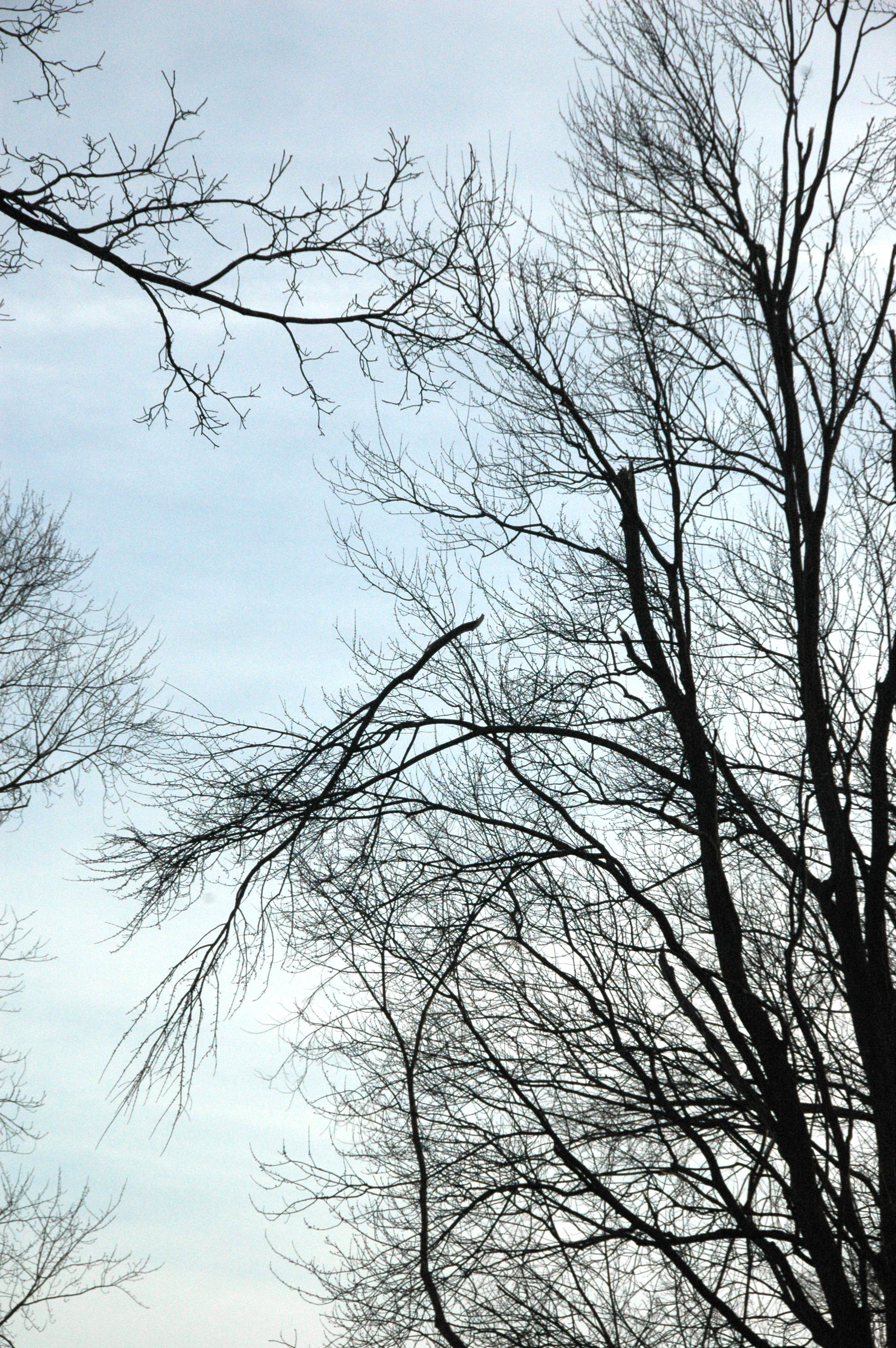 Hanging tree limbs.